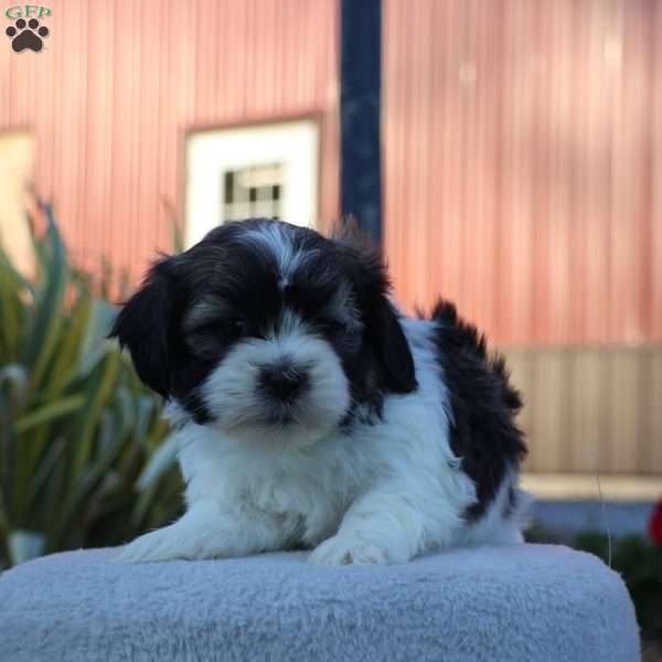 Roush, Teddy Bear Puppy